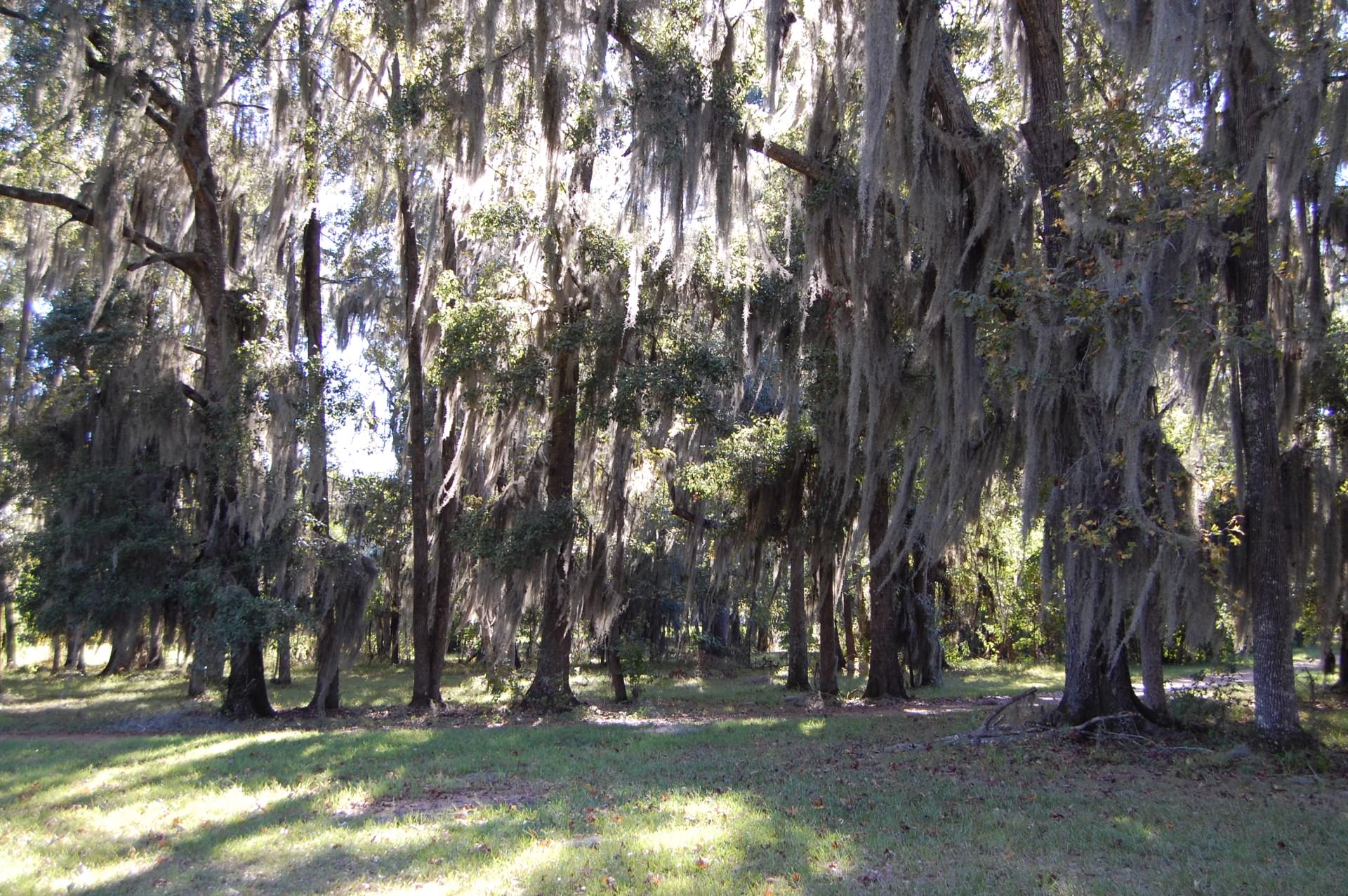 Mature trees and Spanish moss at Fort Toulouse–Fort Jackson